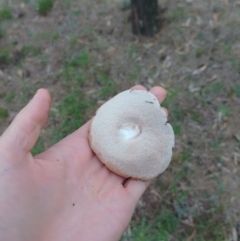 Tylopilus sp. at Tarago, NSW - 4 Jan 2024