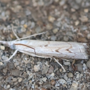 Culladia cuneiferellus at Hughes, ACT - suppressed