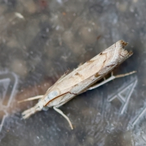 Culladia cuneiferellus at Hughes, ACT - 4 Jan 2024