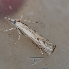 Culladia cuneiferellus at Hughes, ACT - 4 Jan 2024