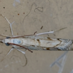 Culladia cuneiferellus at Hughes, ACT - 4 Jan 2024