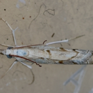 Culladia cuneiferellus at Hughes, ACT - 4 Jan 2024