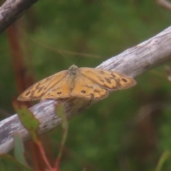 Heteronympha merope (Common Brown Butterfly) at Budawang, NSW - 3 Jan 2024 by MatthewFrawley