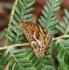 Geitoneura acantha (Ringed Xenica) at Mongarlowe, NSW - 4 Jan 2024 by LisaH