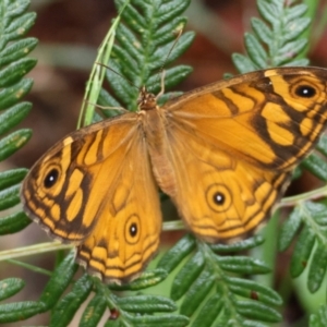 Geitoneura acantha at QPRC LGA - 4 Jan 2024