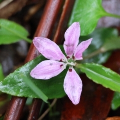 Schelhammera undulata (Lilac Lily) at Mongarlowe, NSW - 4 Jan 2024 by LisaH