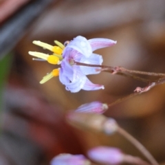 Dianella tasmanica (Tasman Flax Lily) at QPRC LGA - 4 Jan 2024 by LisaH