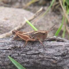 Phaulacridium vittatum (Wingless Grasshopper) at Budawang, NSW - 3 Jan 2024 by MatthewFrawley