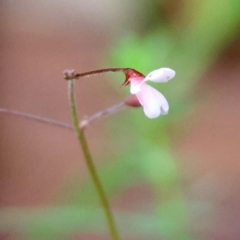 Pullenia gunnii (A Tick-Trefoil) at Mongarlowe, NSW - 4 Jan 2024 by LisaH