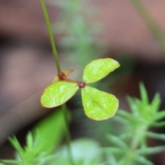 Pullenia gunnii at QPRC LGA - suppressed