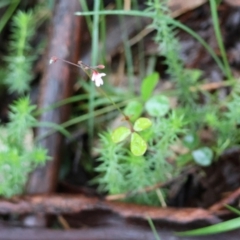 Pullenia gunnii at QPRC LGA - 4 Jan 2024