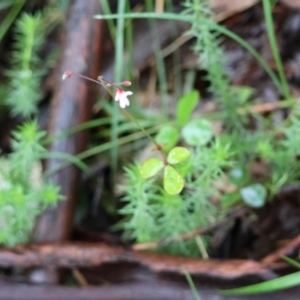 Pullenia gunnii at QPRC LGA - 4 Jan 2024