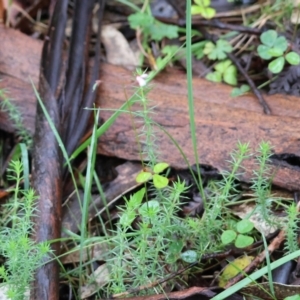 Pullenia gunnii at QPRC LGA - suppressed