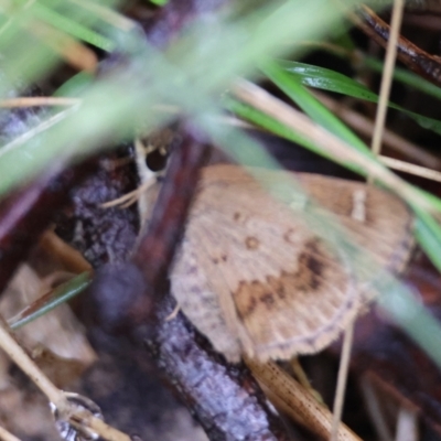 Toxidia parvula (Banded Grass-skipper) at QPRC LGA - 4 Jan 2024 by LisaH