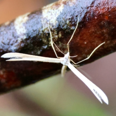 Pterophoridae (family) (A Plume Moth) at Mongarlowe, NSW - 4 Jan 2024 by LisaH