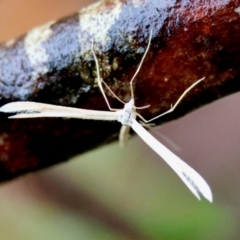 Pterophoridae (family) at QPRC LGA - 4 Jan 2024