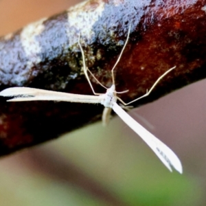 Pterophoridae (family) at QPRC LGA - 4 Jan 2024