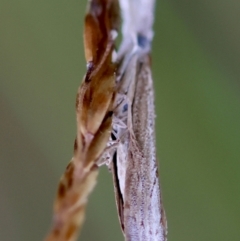 Culladia cuneiferellus (Crambinae moth) at Mongarlowe, NSW - 4 Jan 2024 by LisaH
