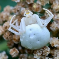 Thomisus spectabilis (Spectacular Crab Spider) at Mongarlowe River - 4 Jan 2024 by LisaH