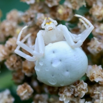 Thomisus spectabilis (Spectacular Crab Spider) at Mongarlowe, NSW - 4 Jan 2024 by LisaH
