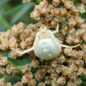 Thomisus spectabilis at QPRC LGA - 4 Jan 2024