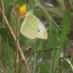 Pieris rapae (Cabbage White) at QPRC LGA - 3 Jan 2024 by MatthewFrawley