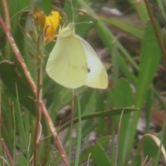 Pieris rapae (Cabbage White) at QPRC LGA - 3 Jan 2024 by MatthewFrawley