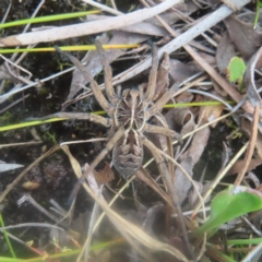 Tasmanicosa sp. (genus) (Unidentified Tasmanicosa wolf spider) at QPRC LGA - 3 Jan 2024 by MatthewFrawley