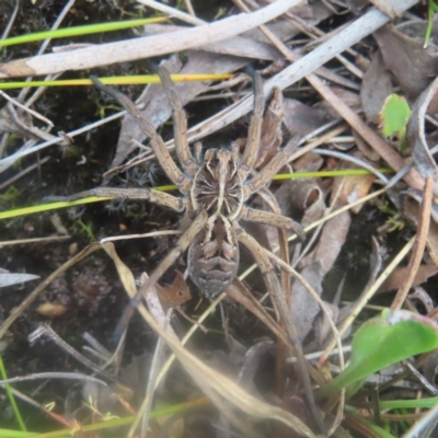 Tasmanicosa sp. (genus) (Unidentified Tasmanicosa wolf spider) at Budawang, NSW - 3 Jan 2024 by MatthewFrawley