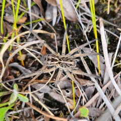 Tasmanicosa sp. (genus) at QPRC LGA - 3 Jan 2024