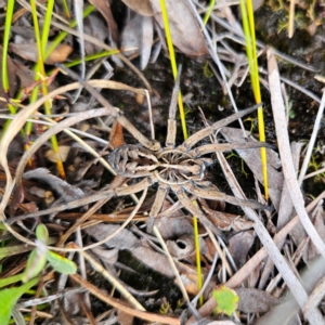 Tasmanicosa sp. (genus) at QPRC LGA - 3 Jan 2024