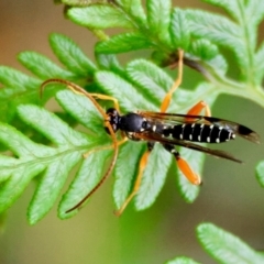 Echthromorpha intricatoria (Cream-spotted Ichneumon) at QPRC LGA - 4 Jan 2024 by LisaH