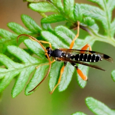 Echthromorpha intricatoria (Cream-spotted Ichneumon) at QPRC LGA - 4 Jan 2024 by LisaH