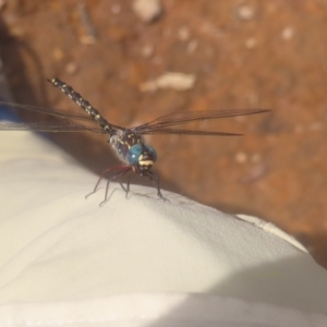 Austroaeschna obscura at QPRC LGA - 3 Jan 2024