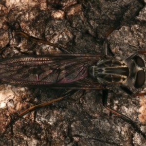 Cerdistus sp. (genus) at Mount Ainslie - 4 Jan 2024