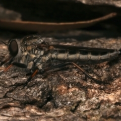 Cerdistus sp. (genus) at Mount Ainslie - 4 Jan 2024