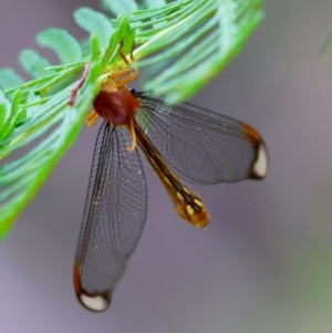 Nymphes myrmeleonoides at QPRC LGA - 4 Jan 2024