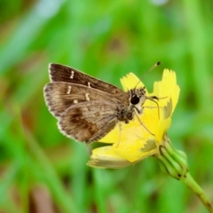 Toxidia parvula (Banded Grass-skipper) at Mongarlowe, NSW - 4 Jan 2024 by LisaH