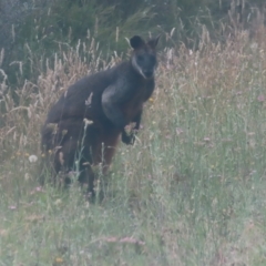 Wallabia bicolor (Swamp Wallaby) at Mongarlowe, NSW - 3 Jan 2024 by MatthewFrawley