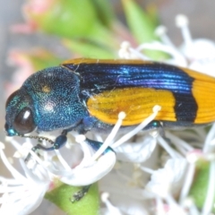 Castiarina skusei (A Jewel Beetle) at Yarralumla, ACT - 2 Jan 2024 by Harrisi