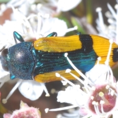 Castiarina skusei at Black Mountain - 3 Jan 2024