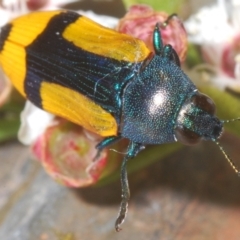 Castiarina skusei at Black Mountain - 3 Jan 2024