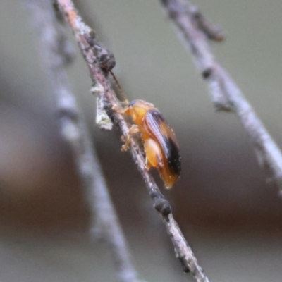 Arsipoda montana (Mountain Flea Beetle) at Mongarlowe, NSW - 4 Jan 2024 by LisaH
