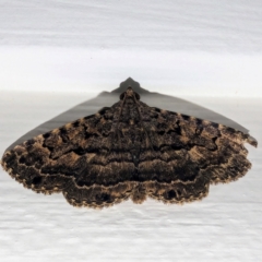 Diatenes aglossoides (An Erebid Moth) at Kambah, ACT - 4 Jan 2024 by HelenCross