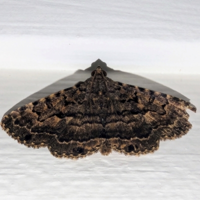 Diatenes aglossoides (An Erebid Moth) at Kambah, ACT - 4 Jan 2024 by HelenCross