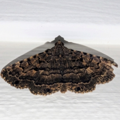 Diatenes aglossoides (An Erebid Moth) at Lions Youth Haven - Westwood Farm A.C.T. - 4 Jan 2024 by HelenCross