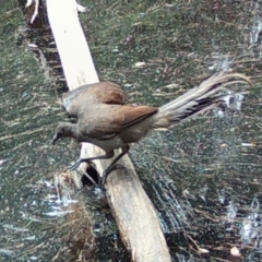 Menura novaehollandiae (Superb Lyrebird) at Moruya, NSW - 4 Jan 2024 by LisaH