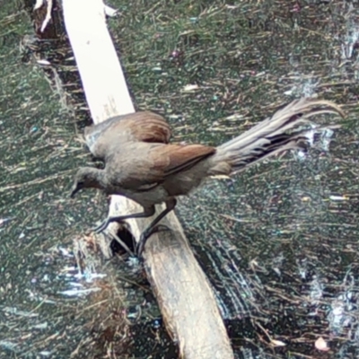 Menura novaehollandiae (Superb Lyrebird) at Moruya, NSW - 4 Jan 2024 by LisaH