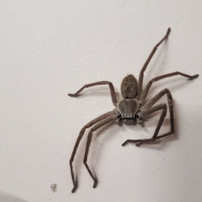 Unidentified Huntsman spider (Sparassidae) at Penrose, NSW - 4 Jan 2024 by Aussiegall