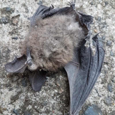 Unidentified Microbat at Penrose, NSW - 4 Jan 2024 by Aussiegall